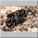 Miscophus ater - Grabwespe 03d 5-6mm Paarung und Spinne.jpg